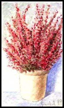 Erica, clicca per ingrandire