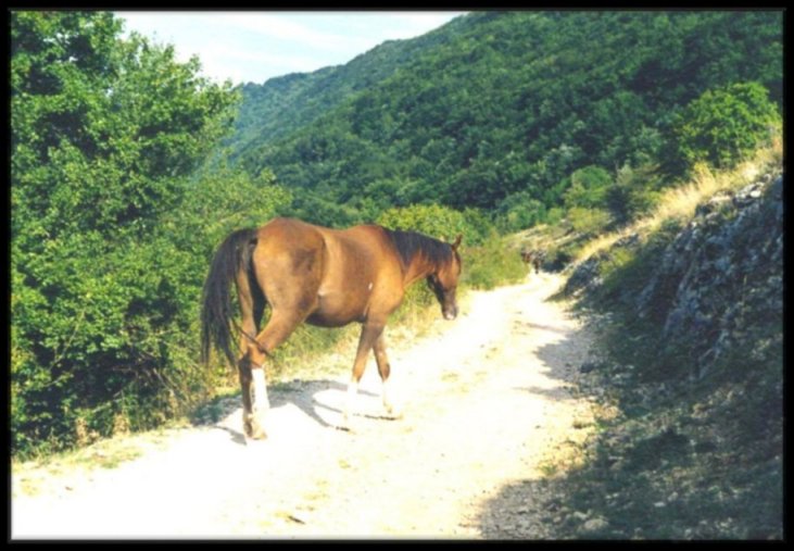 Cavallo solitario