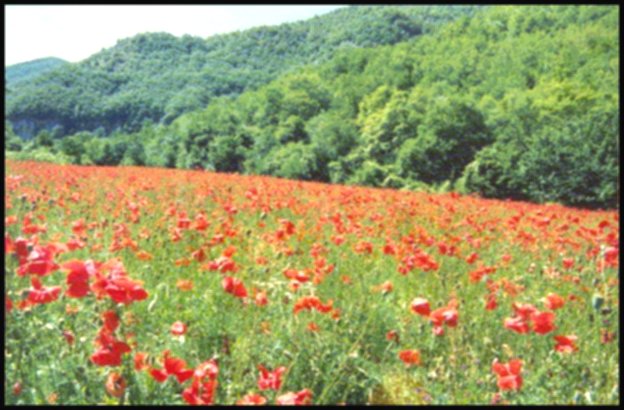 Papaveri